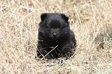 SCHIPPERKE 620